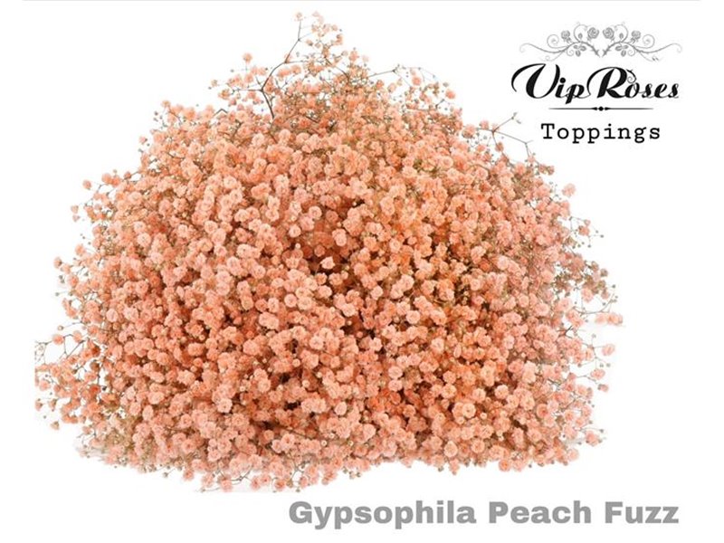 Gipsofila Pa Peach Fuzz c2068