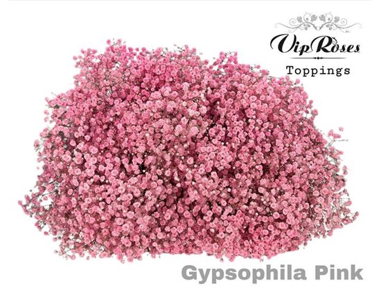 Gipsofila Pa Peach Fuzz c2069