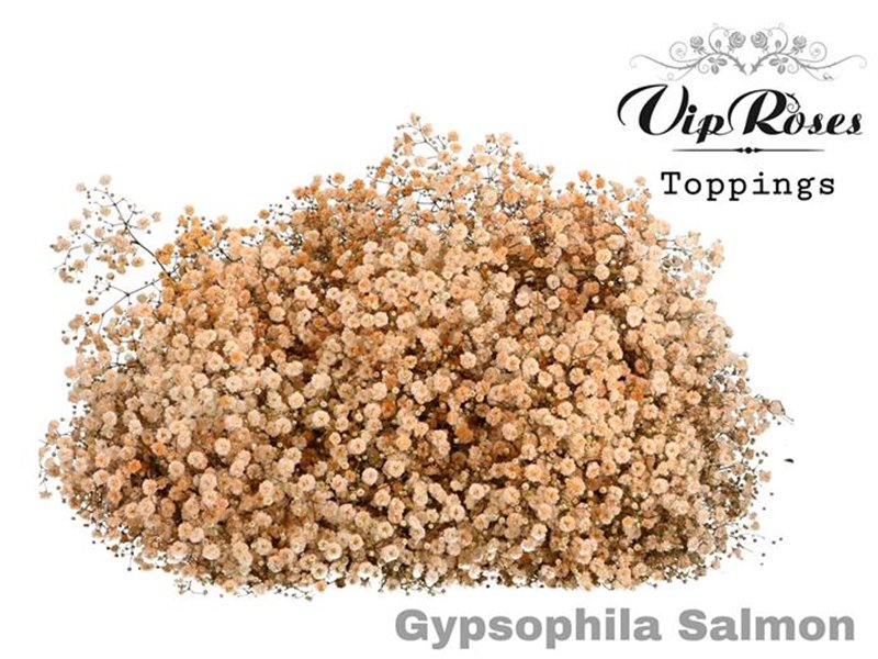 Gipsofila Pa Salmon c2072