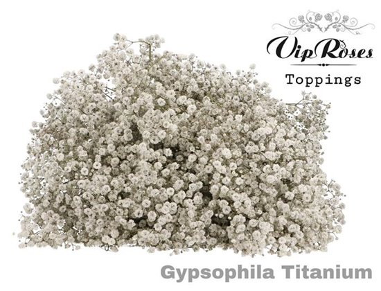 Gipsofila Pa Titanium c2073