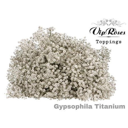 Gipsofila Pa Titanium c2074