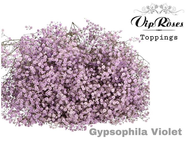Gipsofila Pa Violet c2075