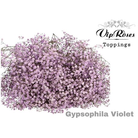Gipsofila Pa Violet c2076