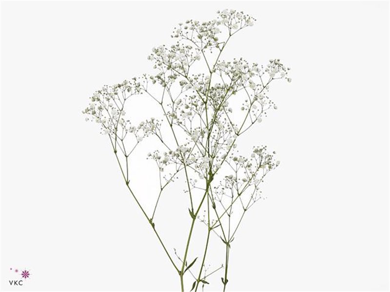 Gipsofila Pa Xlence c2080