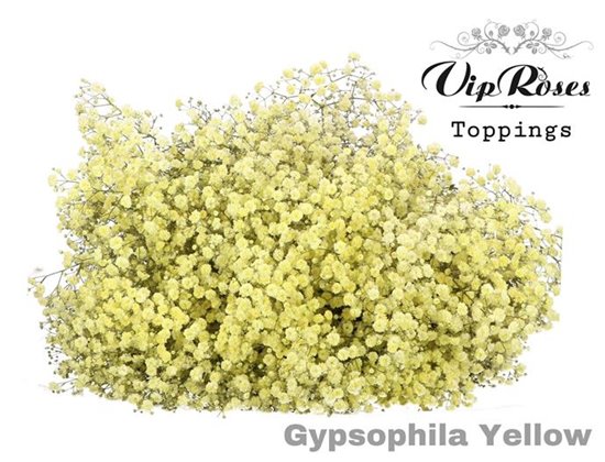 Gipsofila Pa Yellow c2084