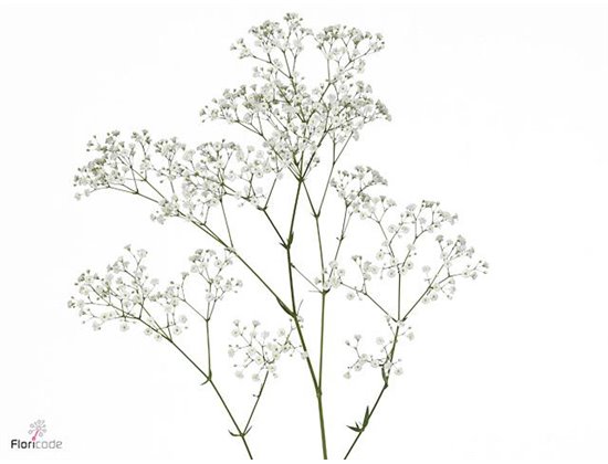 Gipsofila Pa Zi Discovery c2085