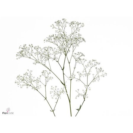 Gipsofila Pa Zi Discovery c2085