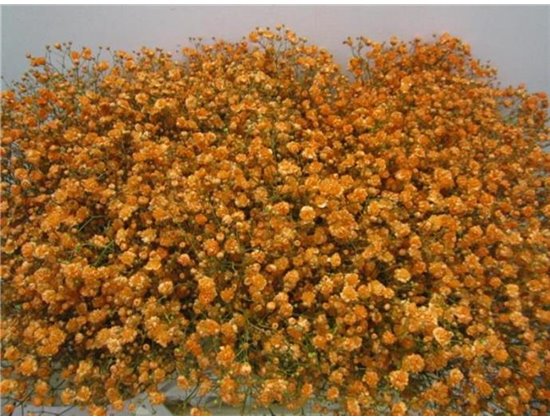 Gipsofila Xlence Apricot c2087