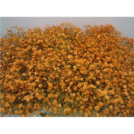 Gipsofila Xlence Apricot c2087