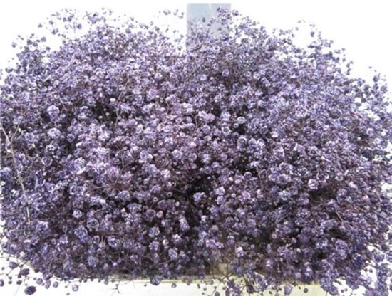 Gipsofila Xlence Aubergine c2089
