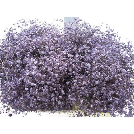 Gipsofila Xlence Aubergine c2089