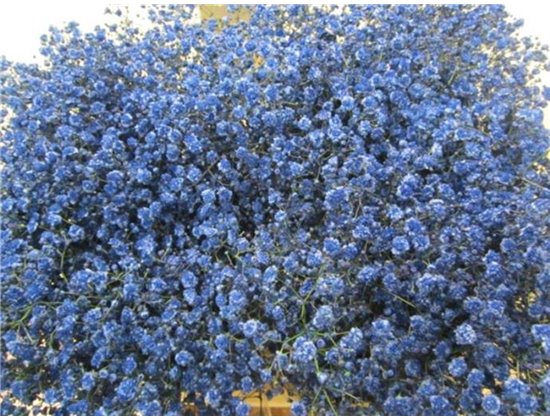 Gipsofila Xlence Blue c2090