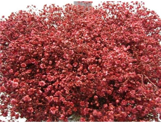 Gipsofila Xlence Bordeaux c2092