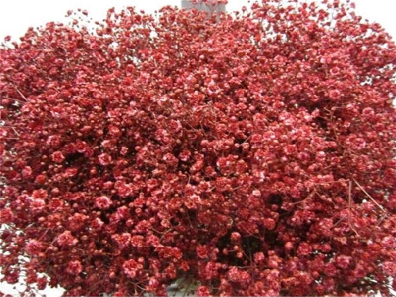 Gipsofila Xlence Bordeaux c2092