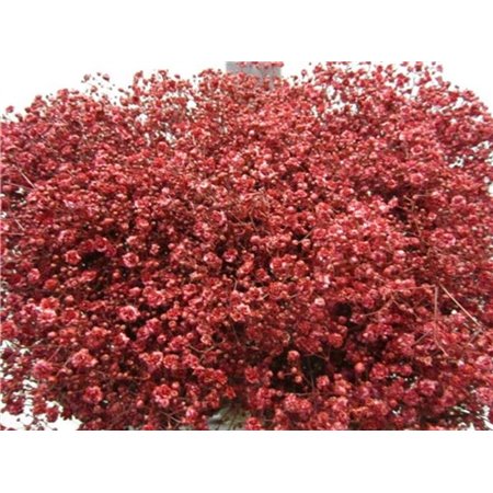 Gipsofila Xlence Bordeaux c2093