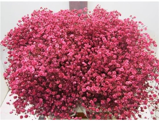 Gipsofila Xlence Cerise c2095