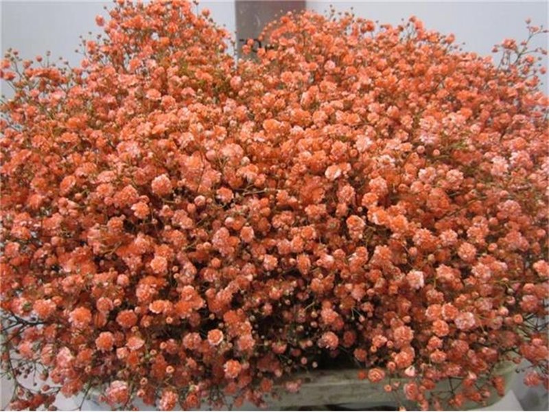 Gipsofila Xlence Coral c2097