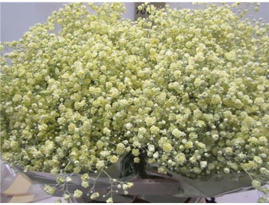 Gipsofila Xlence Creme c2098