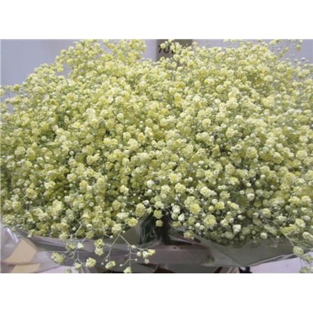 Gipsofila Xlence Creme c2098