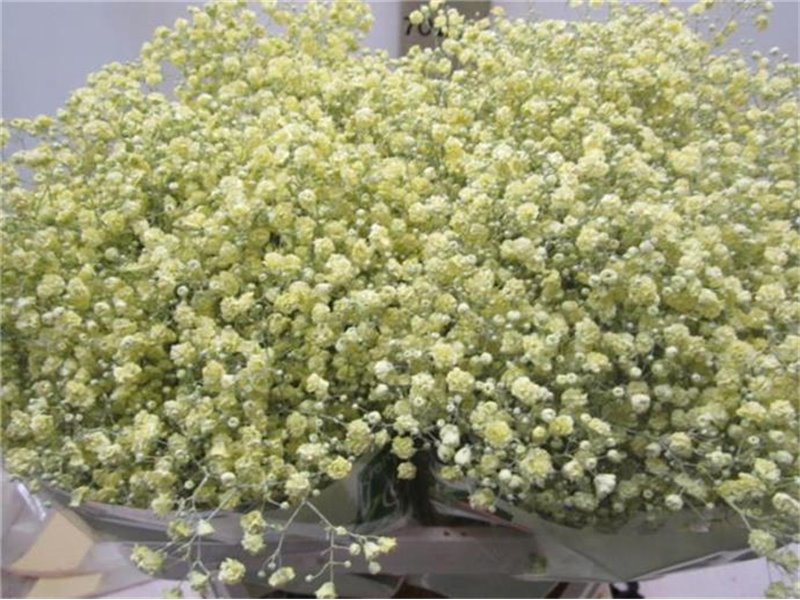 Gipsofila Xlence Creme c2099