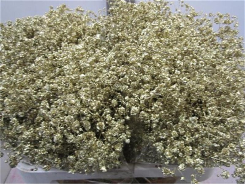 Gipsofila Xlence Gold c2100