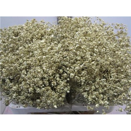 Gipsofila Xlence Gold c2100