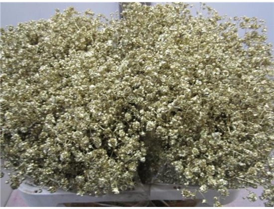 Gipsofila Xlence Gold c2101