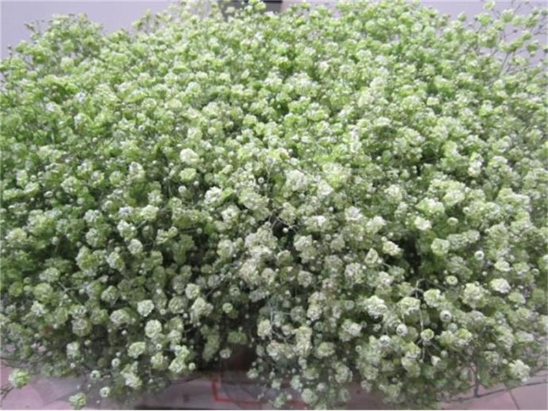 Gipsofila Xlence Green c2102