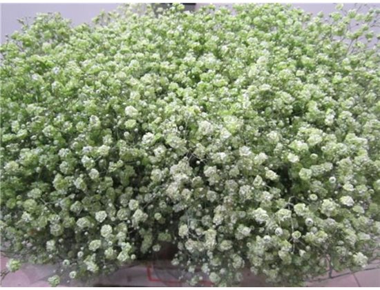 Gipsofila Xlence Green c2103