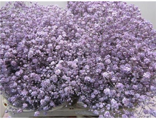 Gipsofila Xlence Milka c2104