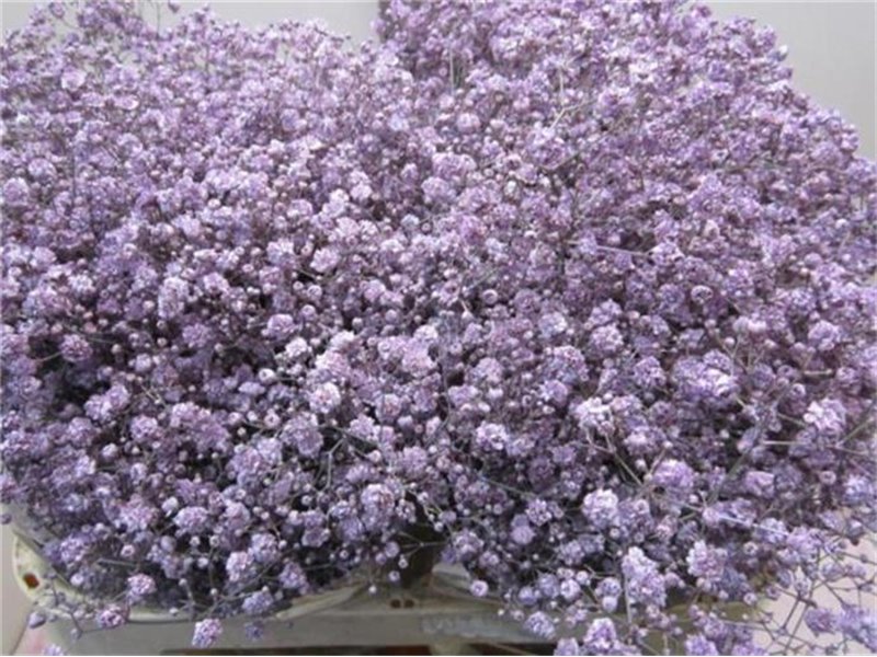 Gipsofila Xlence Milka c2105