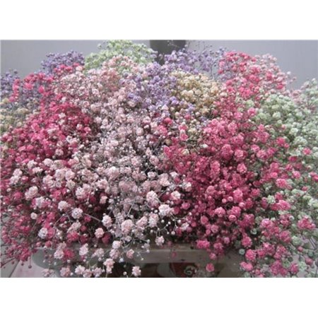 Gipsofila Xlence Mixed c2106