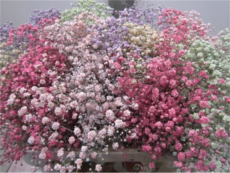 Gipsofila Xlence Mixed c2107