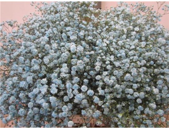 Gipsofila Xlence Pale Blue c2111