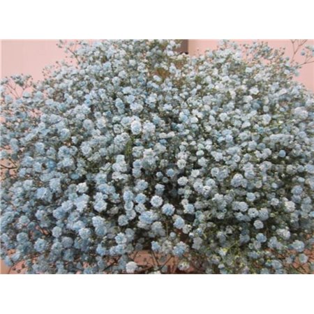 Gipsofila Xlence Pale Blue c2111