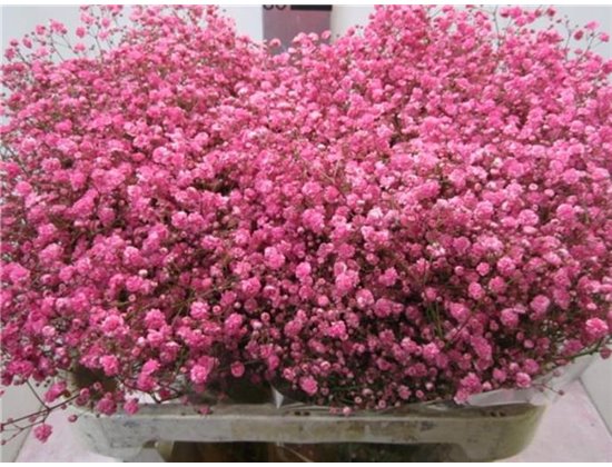 Gipsofila Xlence Pink c2112