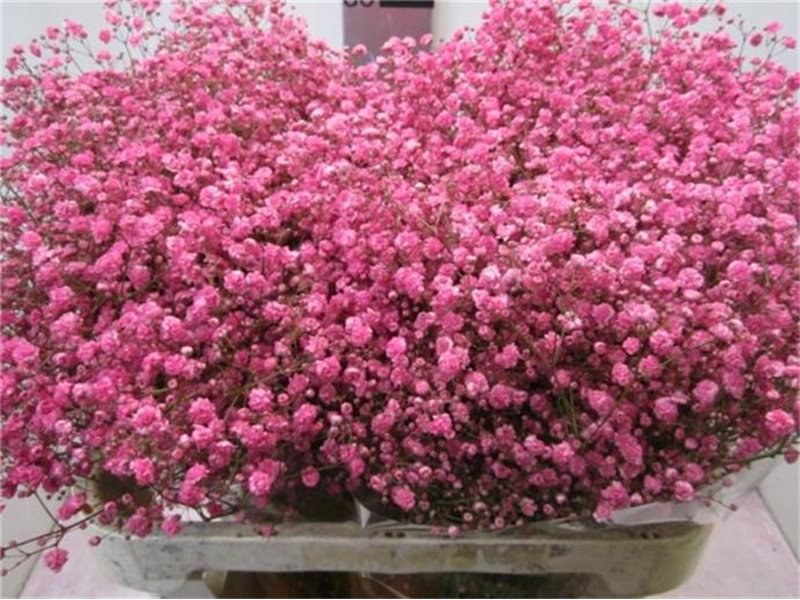 Gipsofila Xlence Pink c2113