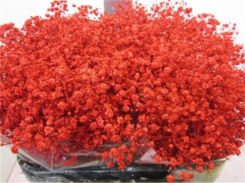 Gipsofila Xlence Red c2115