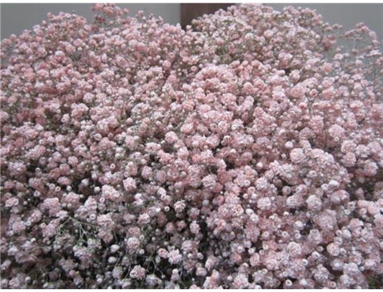 Gipsofila Xlence Rose c2117