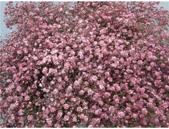 Gipsofila Xlence Rouge c2119