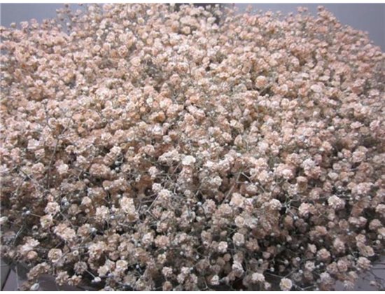 Gipsofila Xlence Salmon c2121