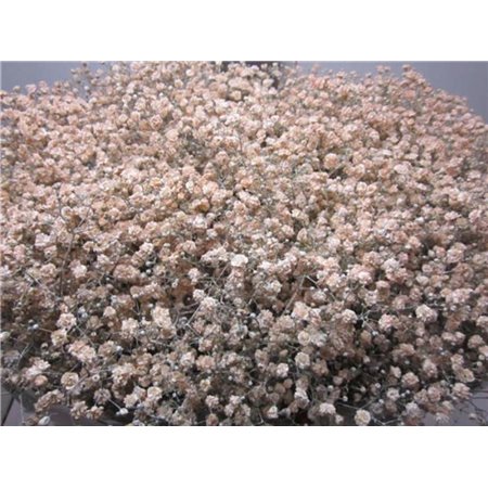 Gipsofila Xlence Salmon c2121