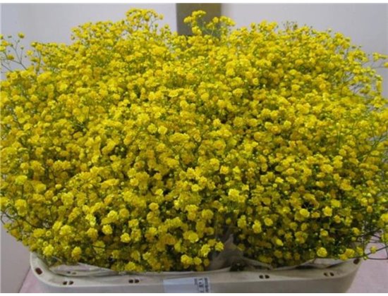 Gipsofila Xlence Yellow c2123