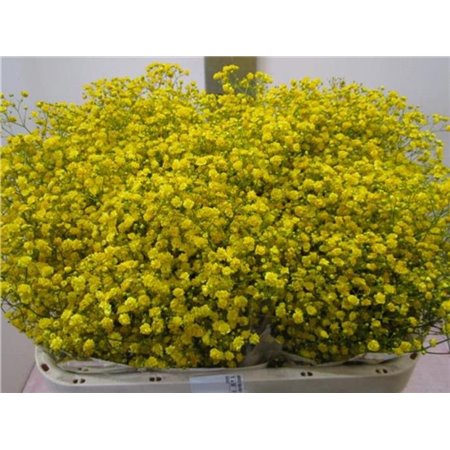 Gipsofila Xlence Yellow c2123