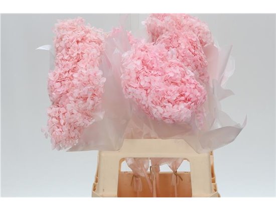 Hortenzija Bleached Anna Pink c2167