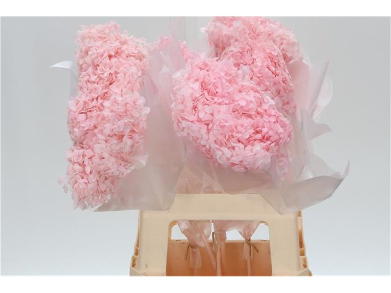 Hortenzija Bleached Anna Pink c2167