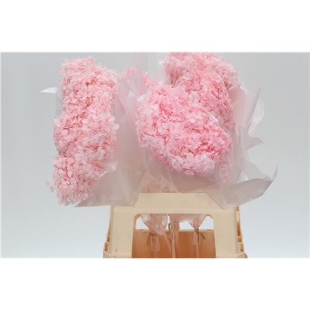 Hortenzija Bleached Anna Pink c2167