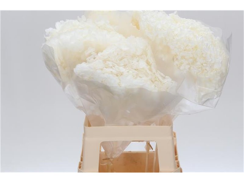 Hortenzija Bleached Anna White c2168