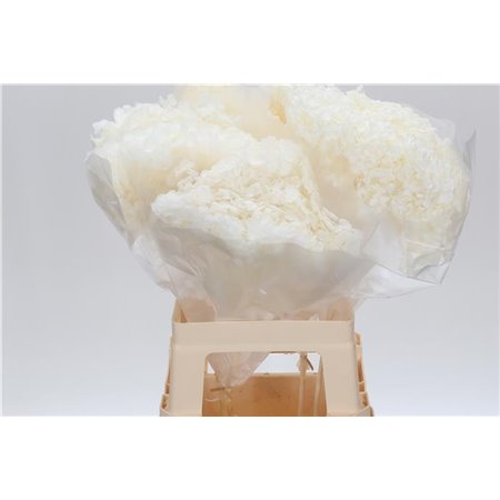 Hortenzija Bleached Anna White c2168