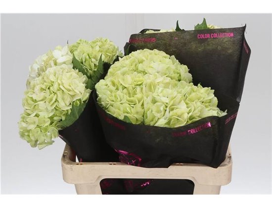 Hortenzija Lime Green c2169